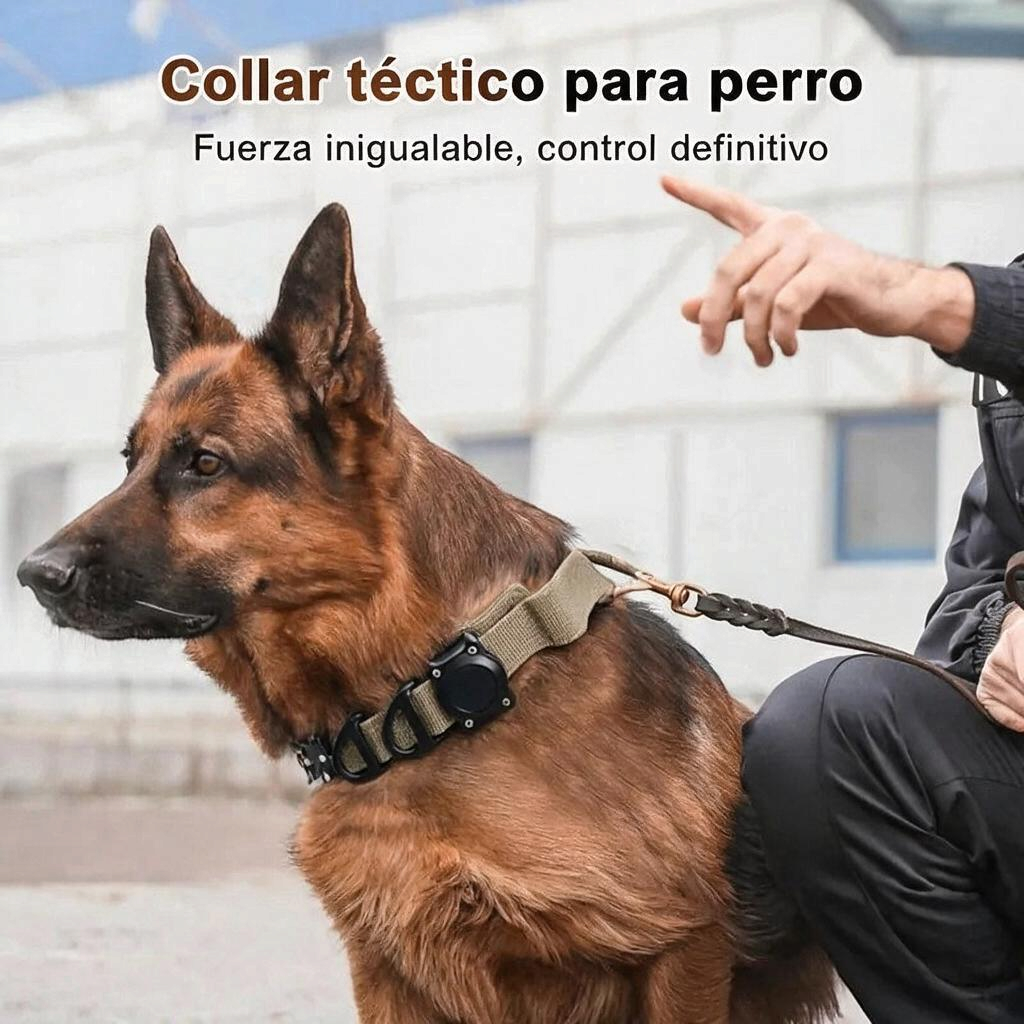 Collar táctico para perro, diseño resistente avec asa, pour le contrôle et sécurité lors des promenades.
