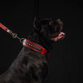 Collar Balteus rojo para perros - diseño audaz y elegante - MITZON