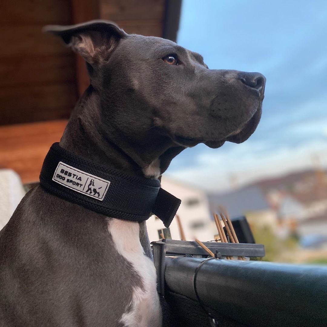Collar Bestia Fast Release negro y dorado MITZON - hebilla sport de lujo para perros activos