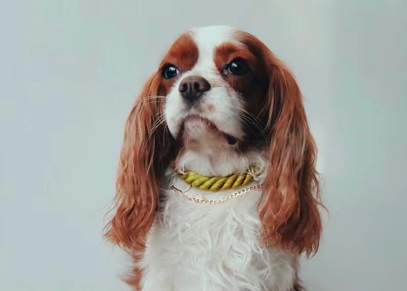 Collar premium de cuero trenzado para perros - estilo lujoso rosa pastel - MITZON