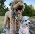 Detalle collar de cuerda luxe para perros - accesorio elegante cotton candy - MITZON