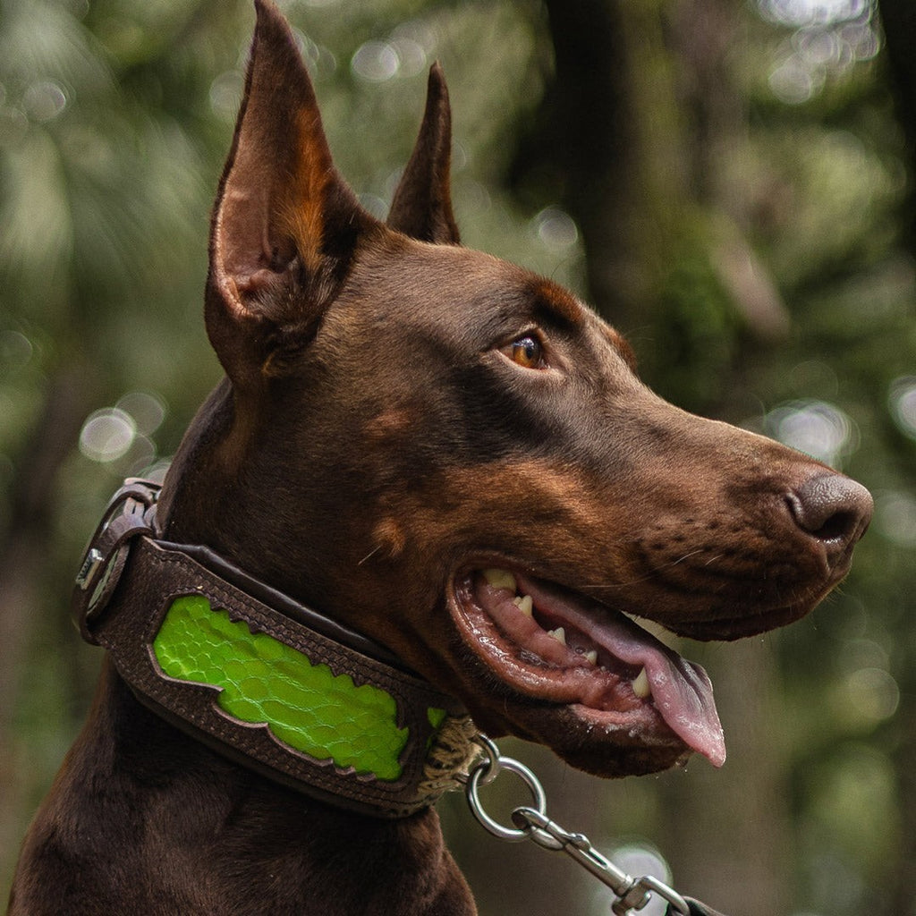 Collar Venom para perros - diseño audaz con motivo serpiente - MITZON
