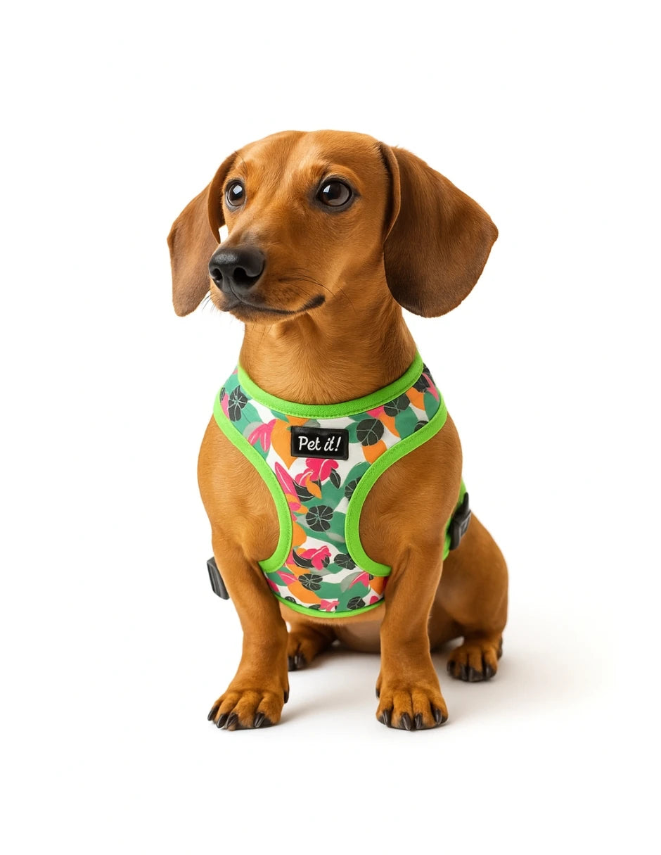Un perro salchicha usando un arnés para perro con estampado tropical verde, ideal para paseos cómodos y estilo.