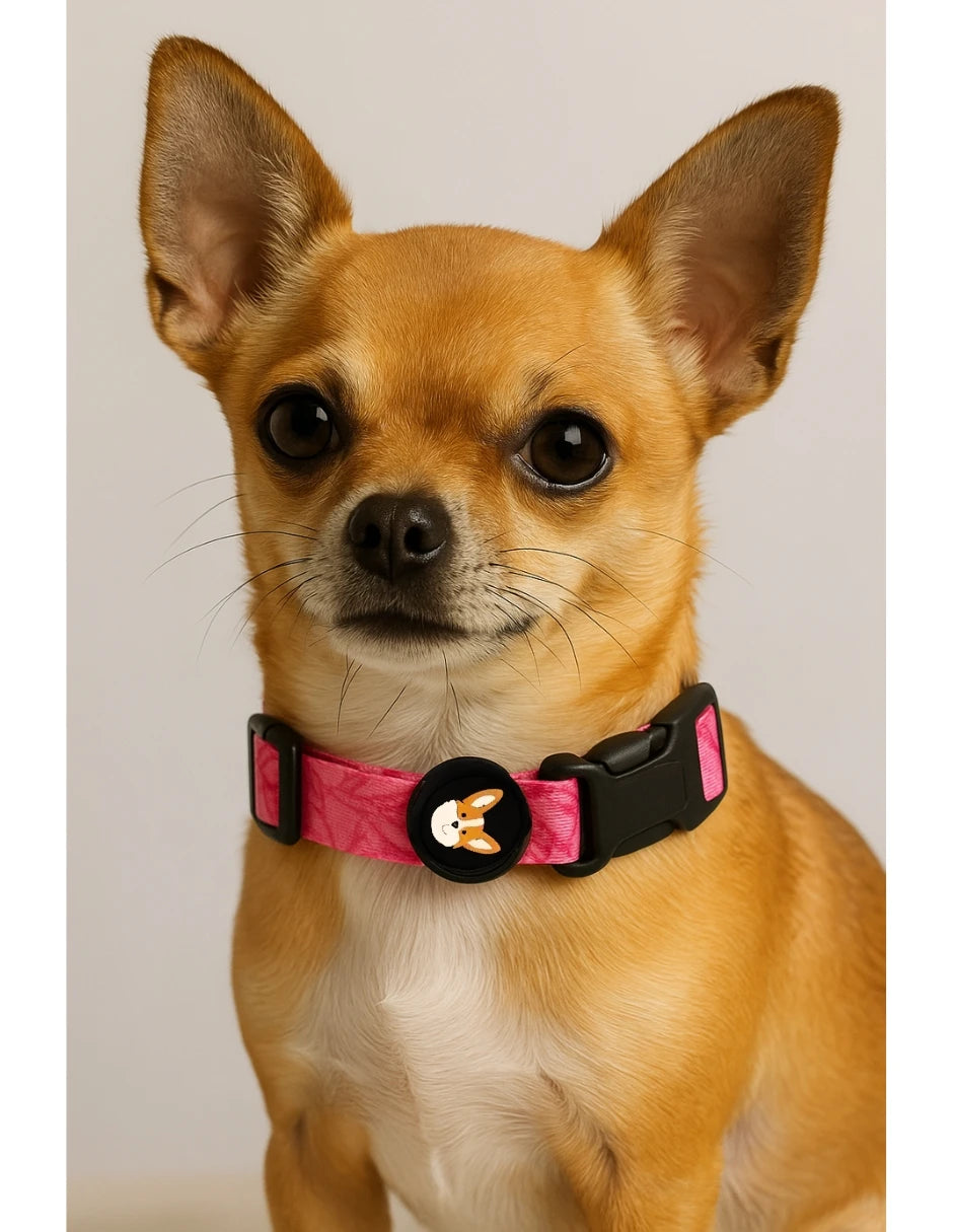 Collar para perro con estampado floral rosa en un chihuahua, destacando su diseño alegre y cómodo.