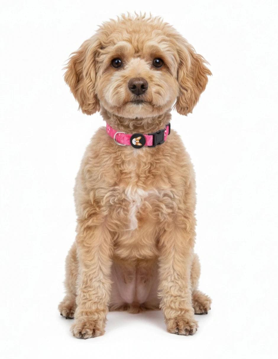 Collar para perro con estampado floral rosa, perro luciendo un collar rosa en un fondo blanc