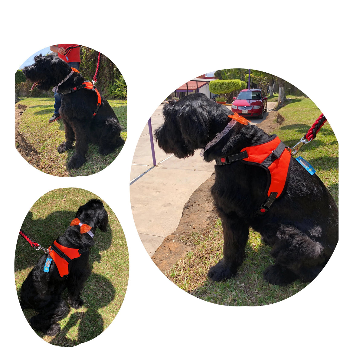 Arnés de seguridad para perro mediano y grande Mitzon en un perro negro con correas ajustables, sentado en el césped.