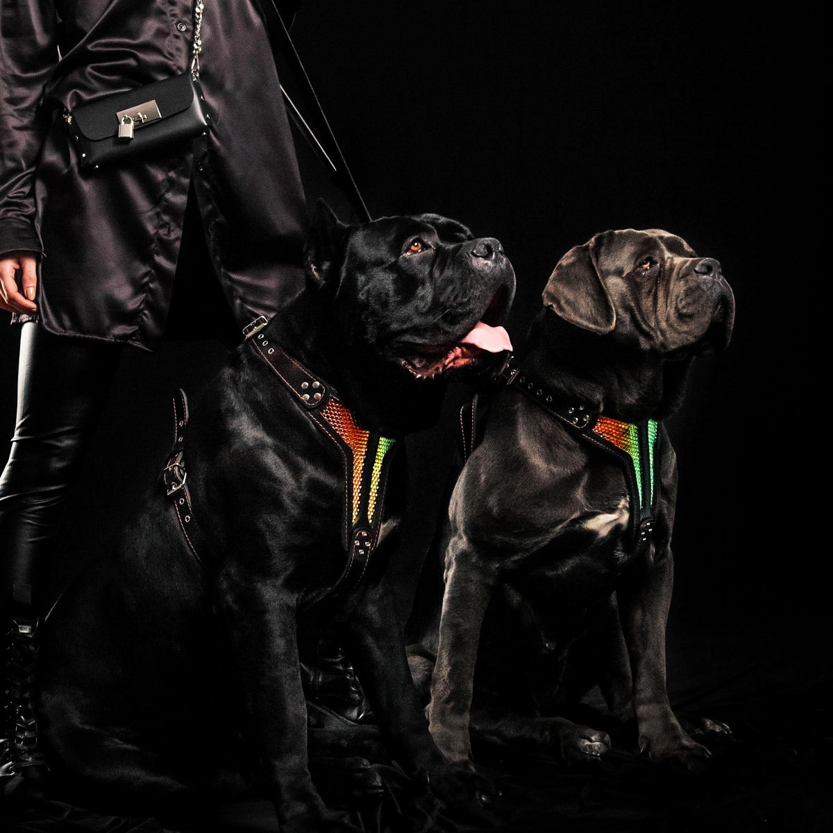 Arnés D'Albertis edición limitada para perros - diseño lujoso cuero negro - MITZON