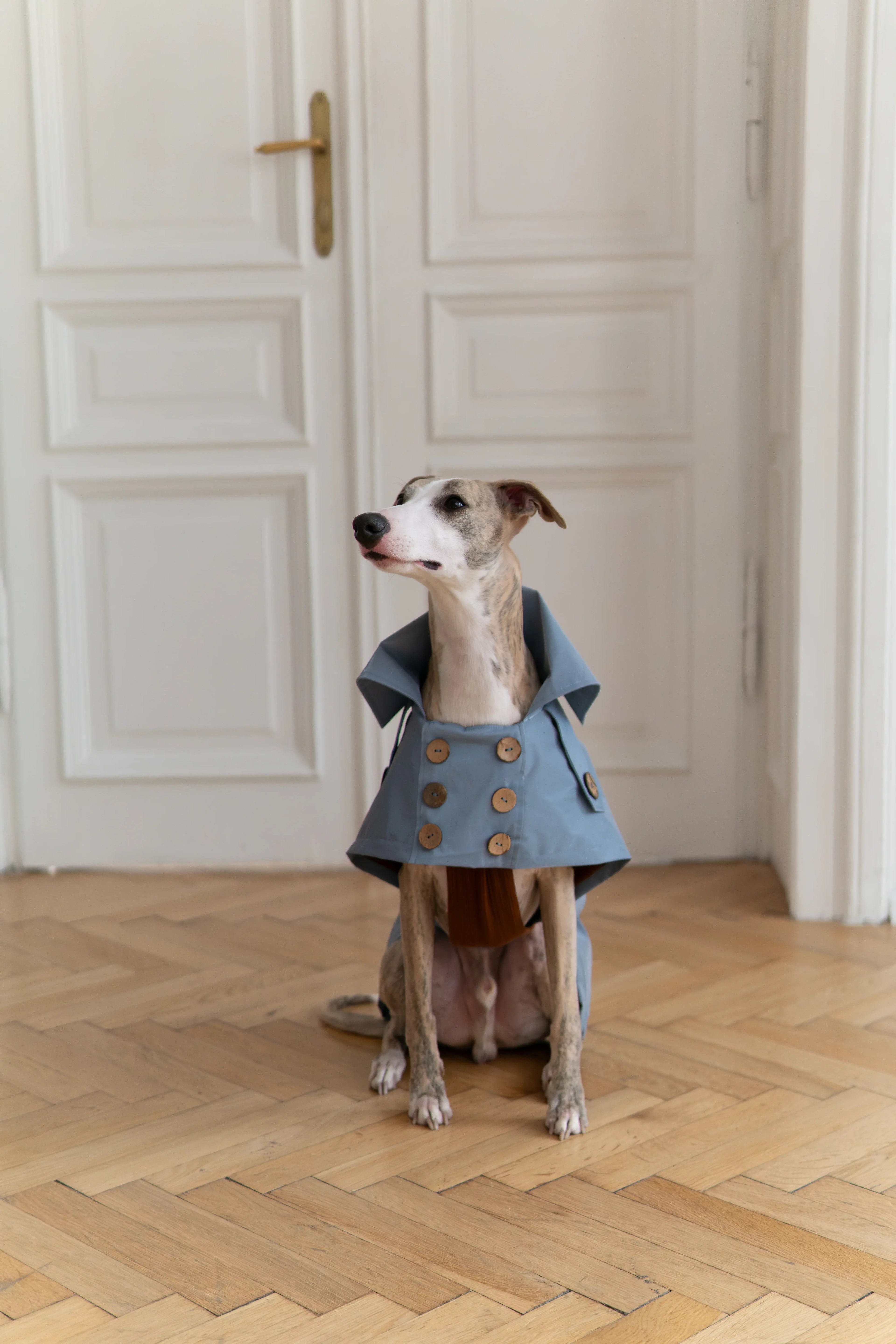Water-repellent Dog Trench Coat - Light Blue