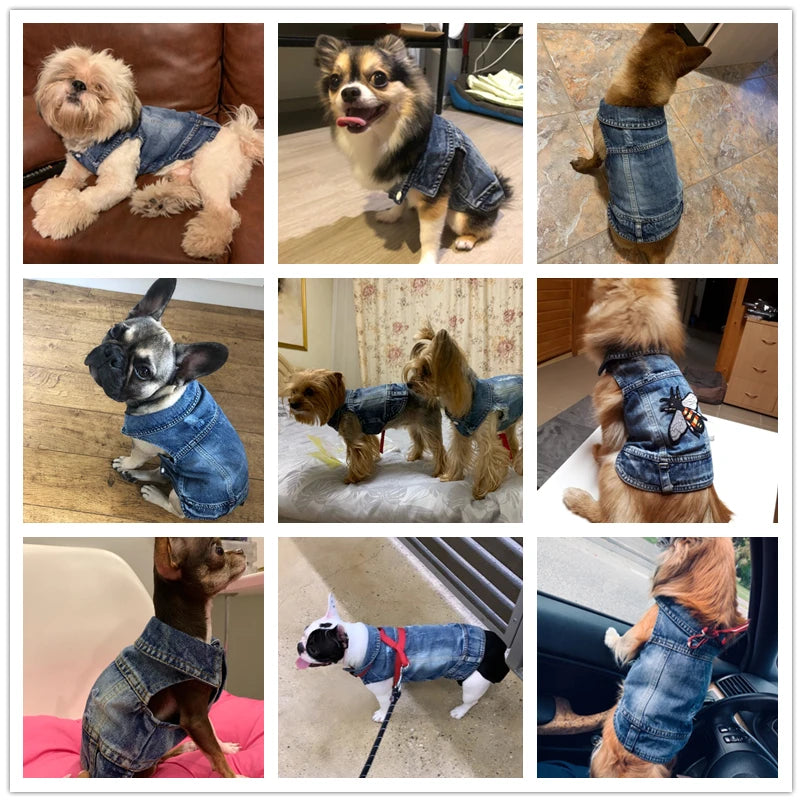 Chamarra vaquera de mezclilla para perros, chiwawa y bulldog francés en diferentes poses, cómodos y a la moda.
