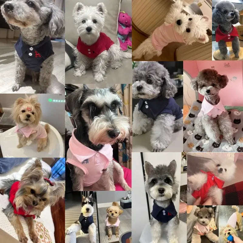 Polo para perros pequeños MITZON - ropa elegante para mascotas