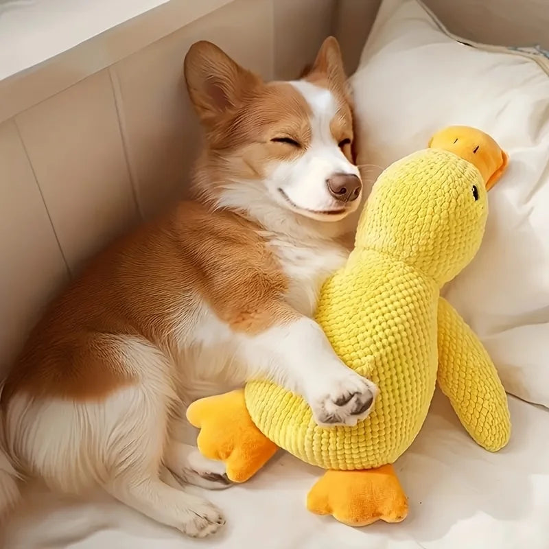 Chien Corgi souriant avec un jouet de peluche avec son, jouet de peluche avec son pour chien.
