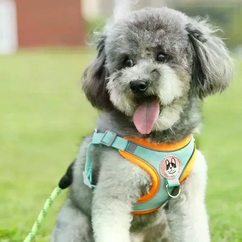 Un chien portant un arnés con correa ajustable y reflejante para perro Mitzon, assis sur l'herbe.