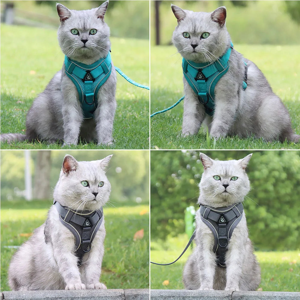 Quatre images d'un chat avec un harnais et une correa, illustrant l'arnés y correa resistente para perro mediano y cachorro.