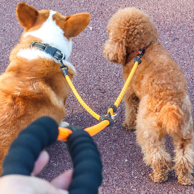Correa para pasear 3 perros, montrant deux chiens formant un groupe lors d'une promenade.