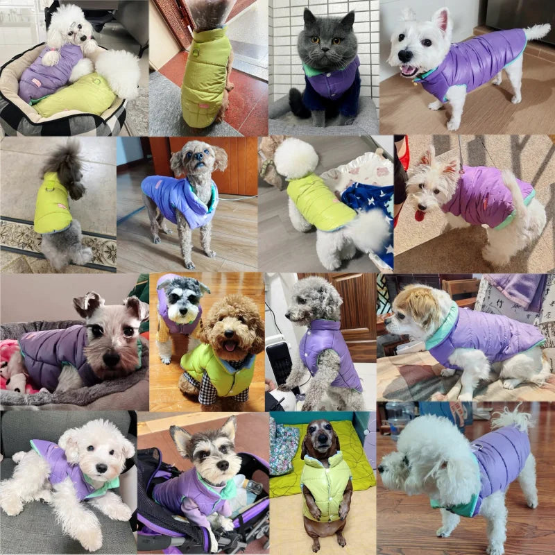 Collage de perros y un gato usando chamarra reversible para perro de diferentes colores y estilos.