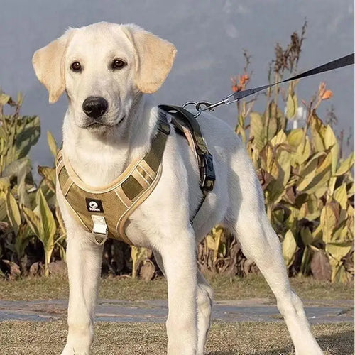 Chien portant un arnés ajustable reflejante para perro, idéal pour la sécurité et le confort lors des promenades.