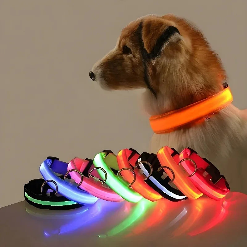 Chien portant un collar LED para perro luminoso orange avec plusieurs couleurs de colliers LED lumineux en arrière-plan.