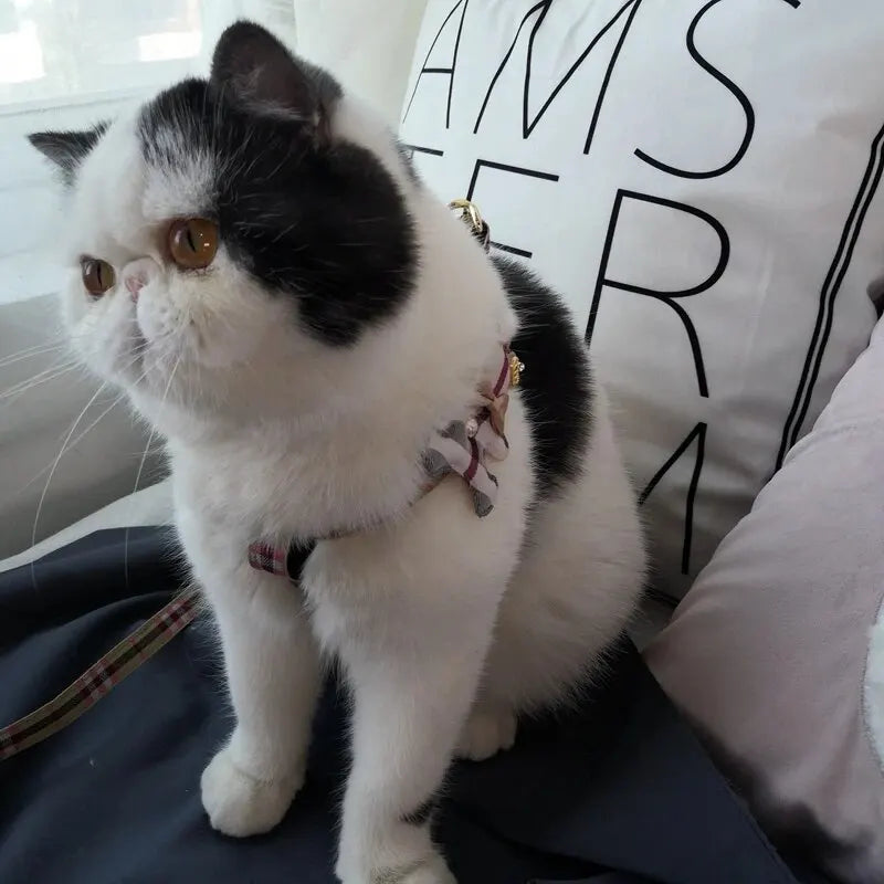 Un chat blanc et noir portant un harnais assis à côté d'un coussin avec le mot 'AMSTERDAM'.