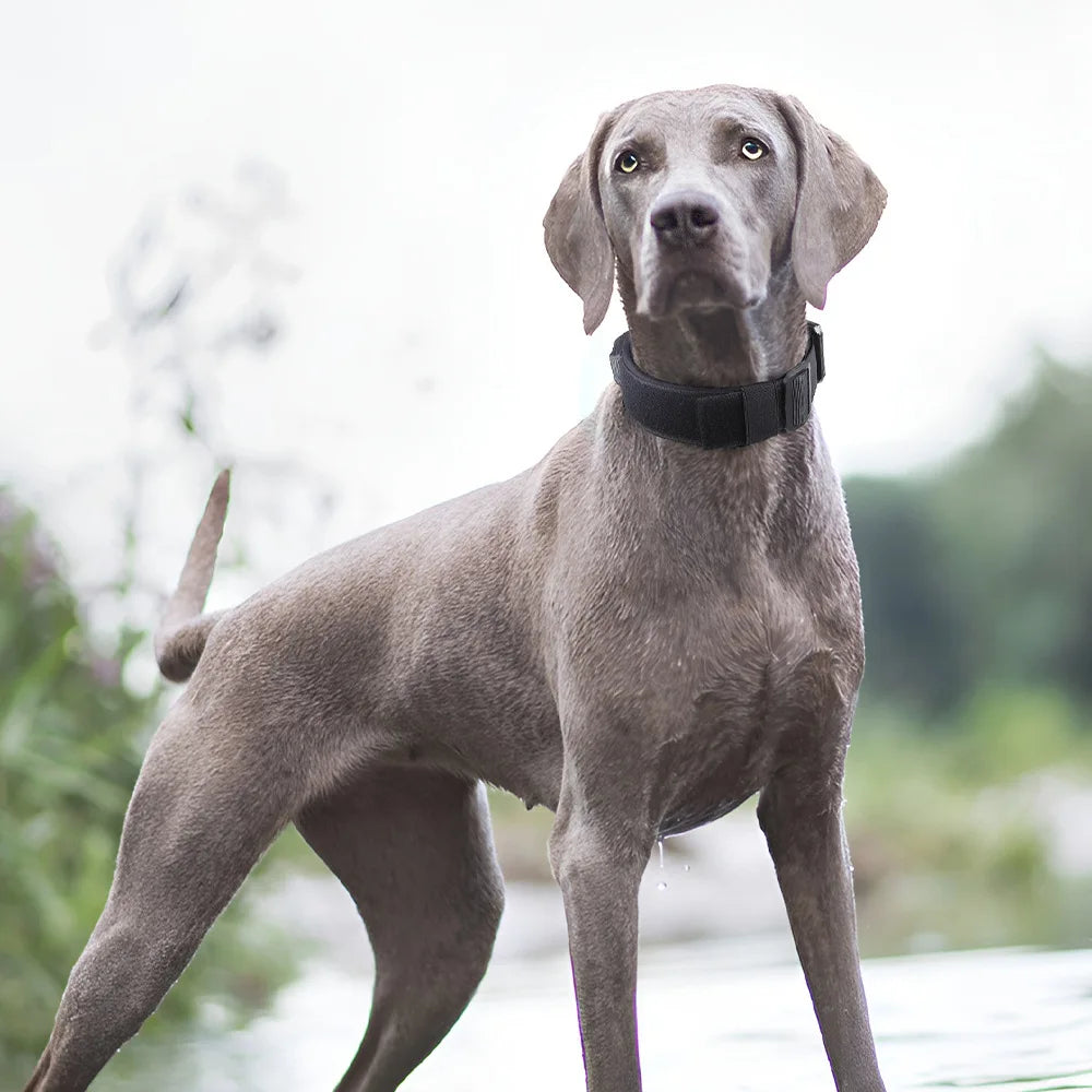 Un chien en extérieur portant un collar táctico para perro de nylon resistente de Mitzon, prêt pour l'aventure.
