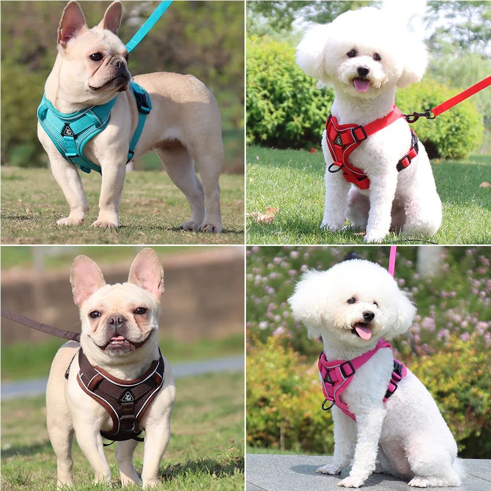 Quatre chiens avec arnés y correa resistente para perro mediano y cachorro en différents couleurs sur l'herbe.