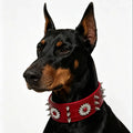 collar para perro con remaches estilo punk rouge Mitzon porté par un doberman avec des clous en métal.