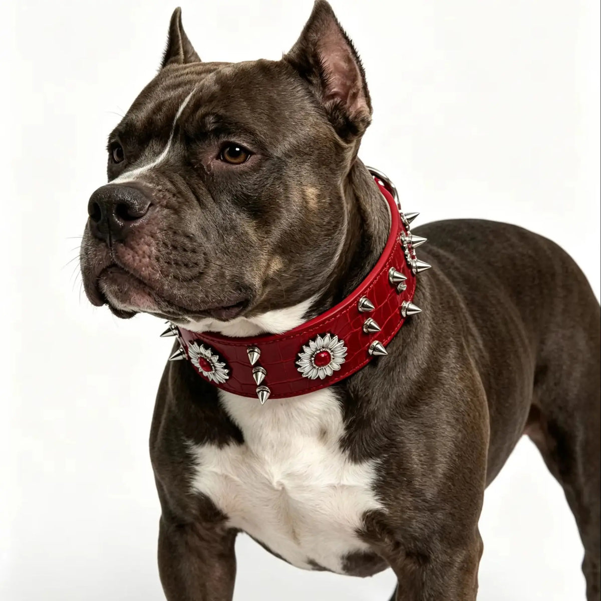 collar para perro con remaches estilo punk rouge Mitzon porté par un chien