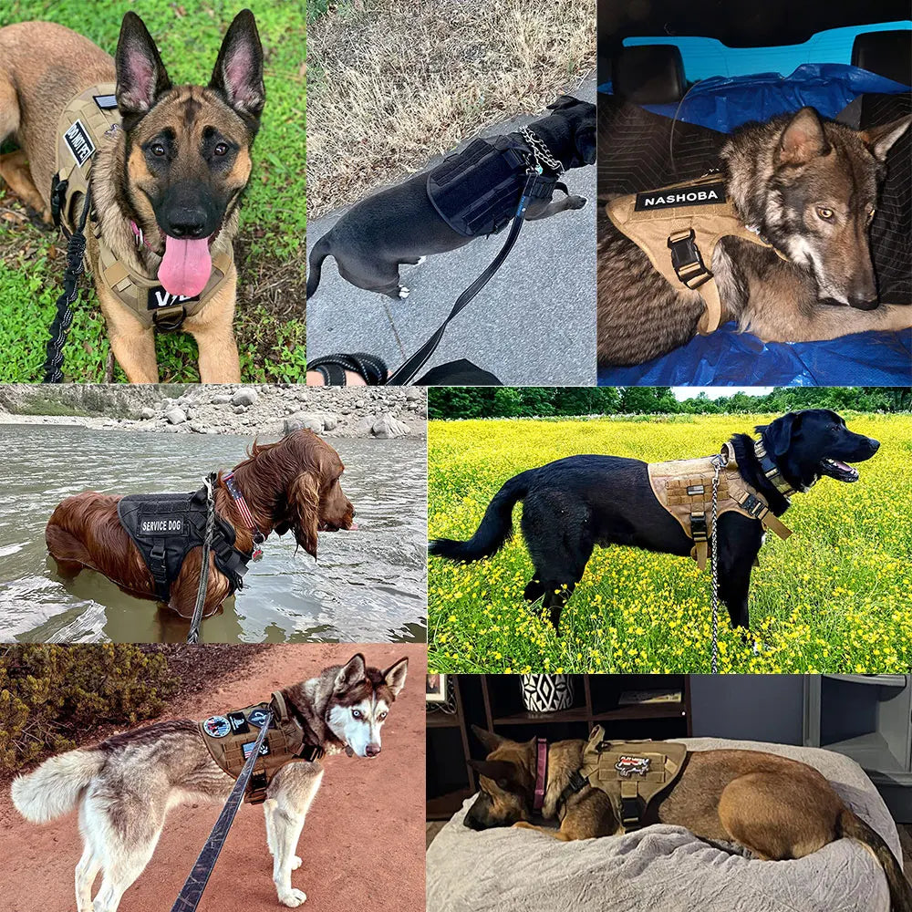 Images de chiens portant un arnés táctico ajustable para perro PETRAVEL en diverses situations.