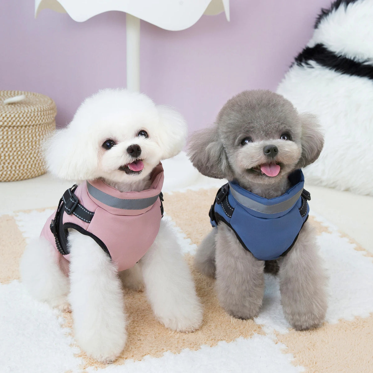 Chamarra de invierno para perro en perros con estilo, uno en rosa y otro en azul, listos para pasear.