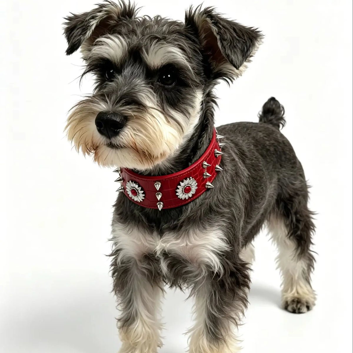 collar para perro con remaches estilo punk rouge Mitzon sur un schnauzer avec des clous décoratifs.