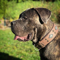 Collar "Aztec" gris para perro MITZON - accesorio premium diseño azteca elegante y sofisticado para mascotas