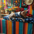 Cama Edición Bebé Teka el Xolo