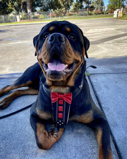 Arnés Bestia Bowtie cuero genuino para perros - accesorio de lujo sofisticado y refinado - MITZON