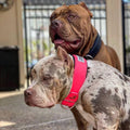 Collar Bestia Dog Sport rosa neón para perro MITZON - accesorio premium deportivo y resistente para entrenamiento canino