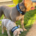 Collar Bestia Dog Sport de liberación rápida azul para perro MITZON - accesorio premium deportivo para entrenamiento canino