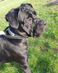 Collar con asa Bestia Dog Sport para perro MITZON - accesorio premium de control y entrenamiento canino
