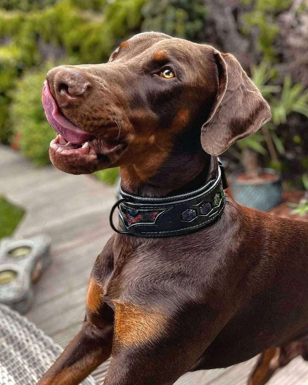 Collar Batdog para perros - diseño oscuro inspirado en superhéroes - MITZON