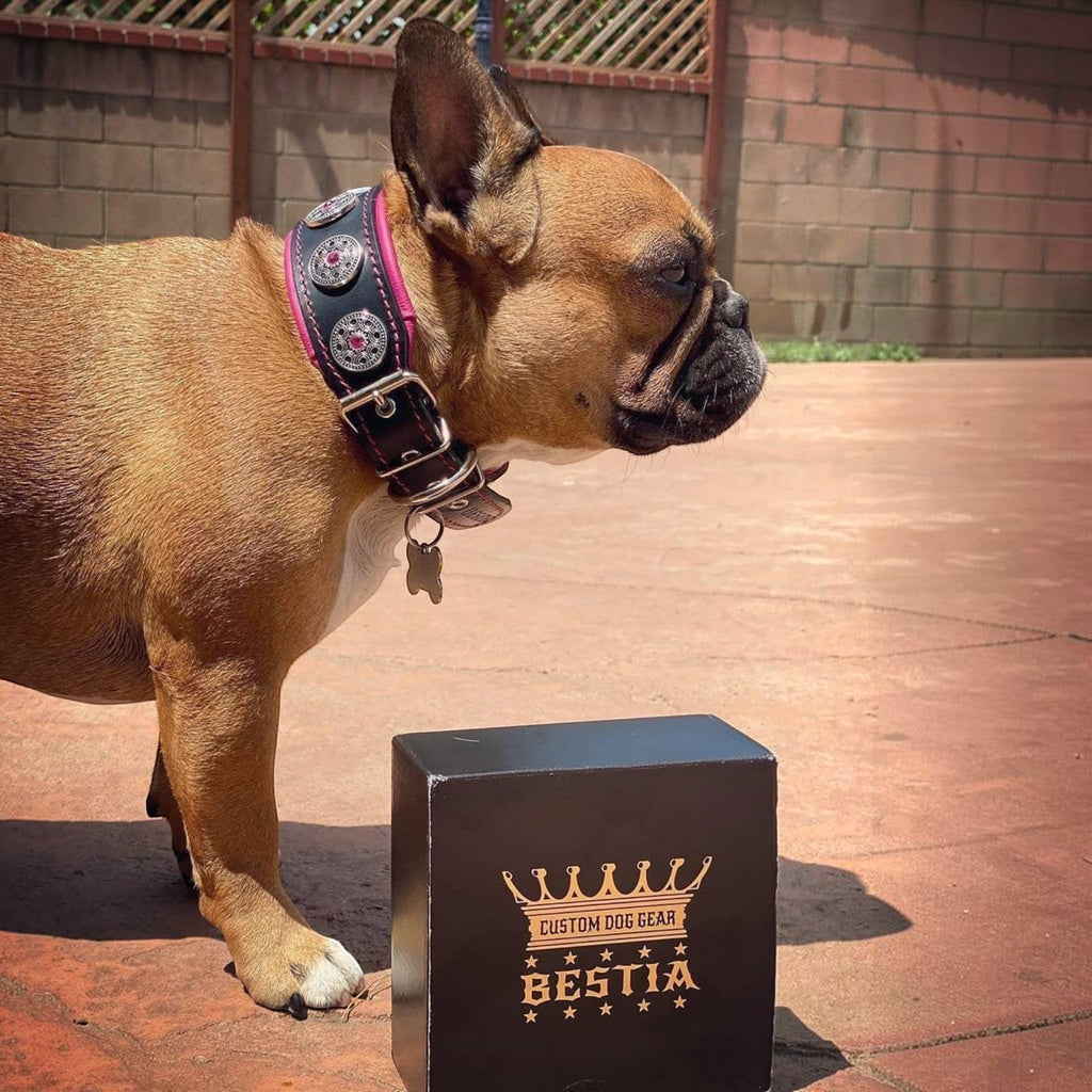 Collar Bijou negro y rosa para perros - diseño elegante y femenino - MITZON