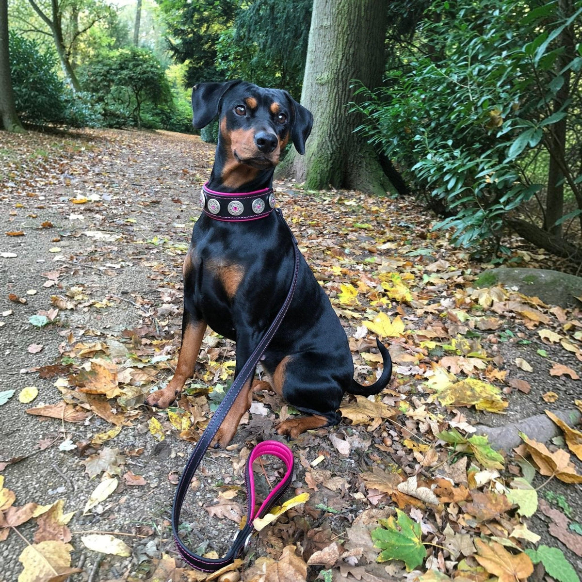 Collar Bijou premium negro y rosa para perros - accesorio de lujo sofisticado - MITZON