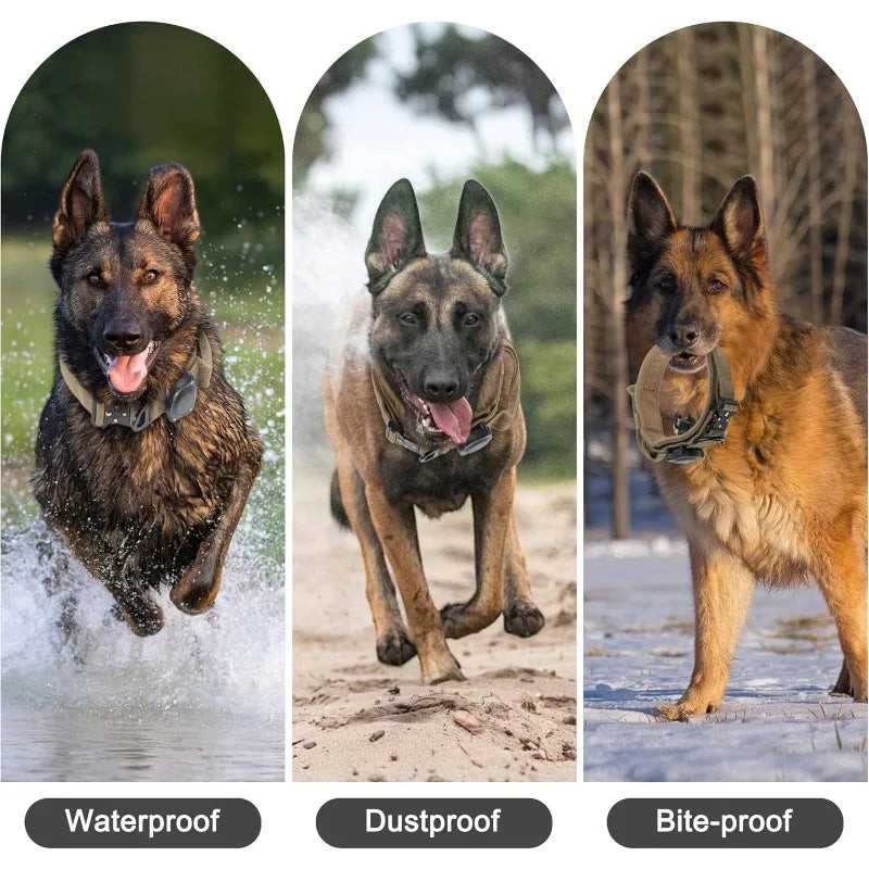 Collar táctico para perro, chien résistant à l'eau, à la poussière et aux morsures en action.
