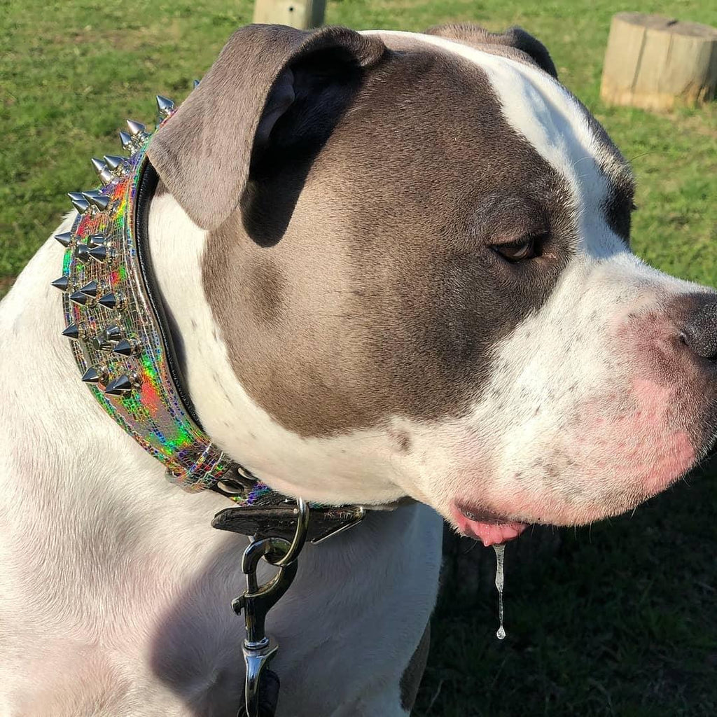 Collar Chameleon MITZON edición limitada - accesorio exclusivo para perros grandes