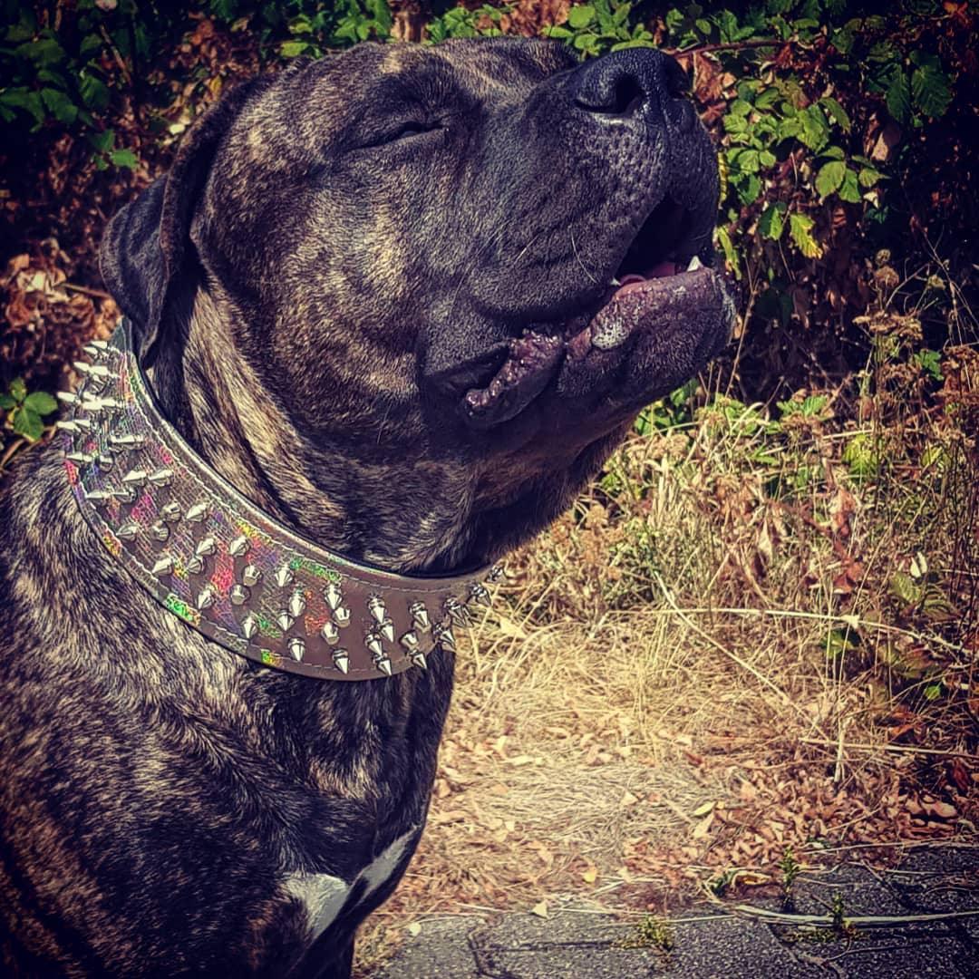 Collar Chameleon edición limitada para perros grandes - diseño único y exclusivo - MITZON