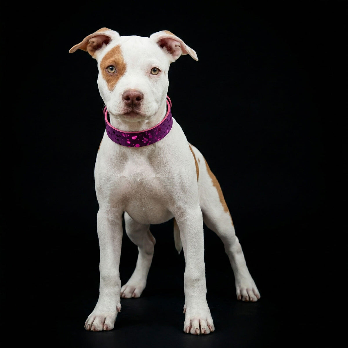 Collar Viola Drops para cachorros - diseño floral delicado y elegante - MITZON