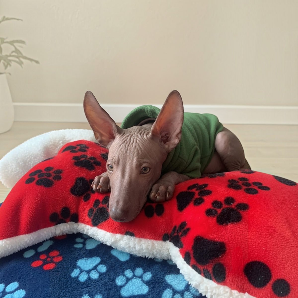 Teka descansando en la Cama Edición Bebé Teka el Xolo con fondo limpio