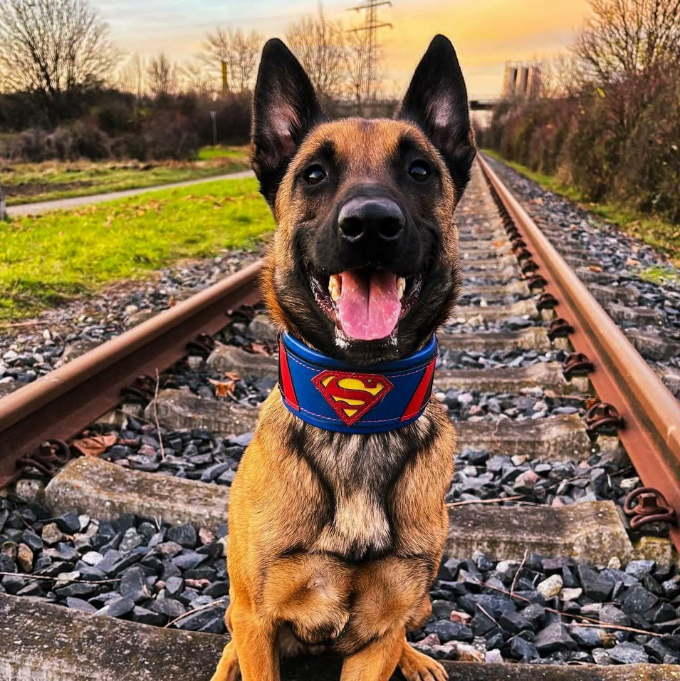 Pastor malinois con collar de cuero azul MITZON inspirado en Superman - vía de tren al atardecer