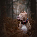 Collar MITZON Captain A cuero genuino negro y rojo con remaches estrella - Pitbull - accesorio premium