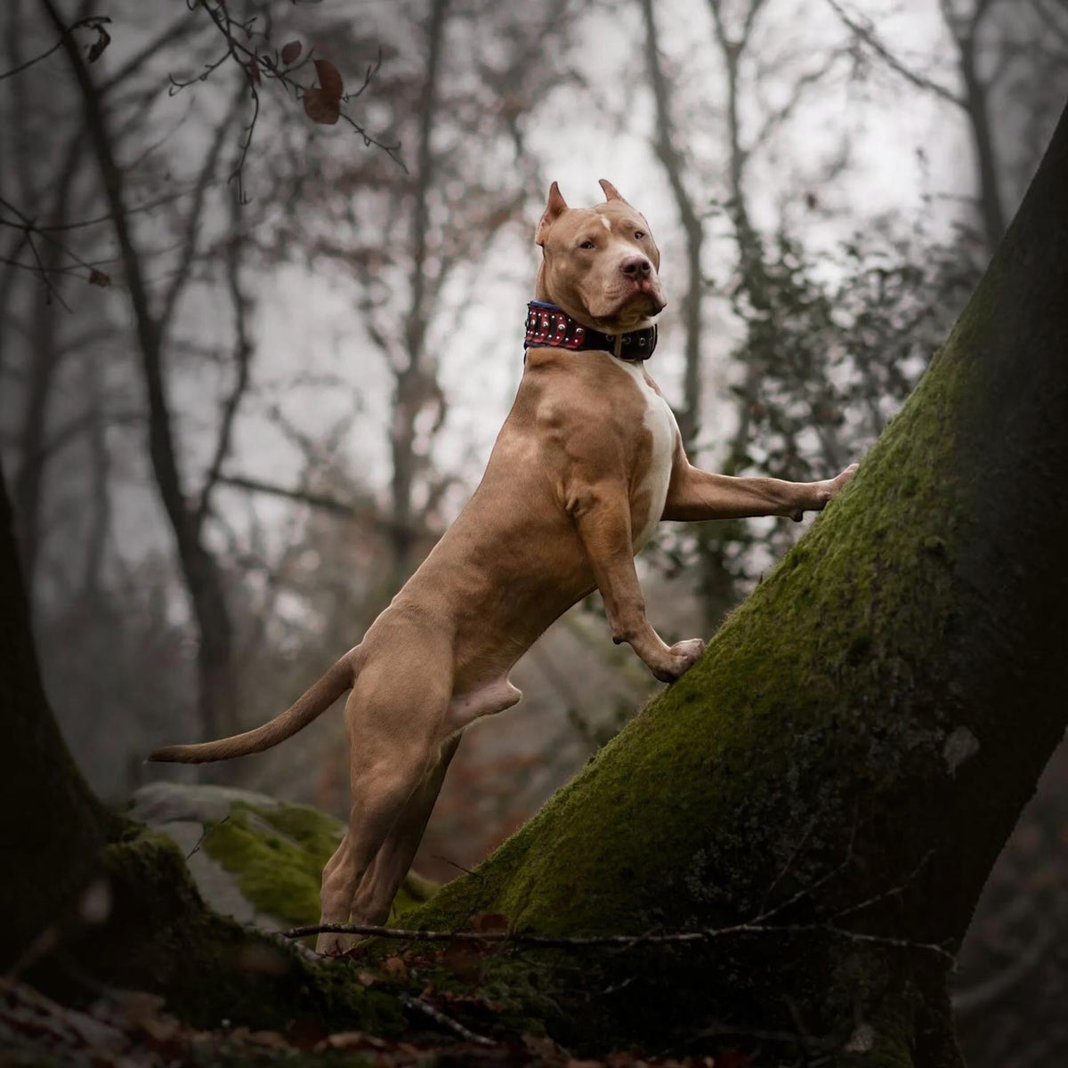 Pitbull con collar cuero MITZON Captain A remaches estrella en bosque brumoso - accesorio premium de lujo