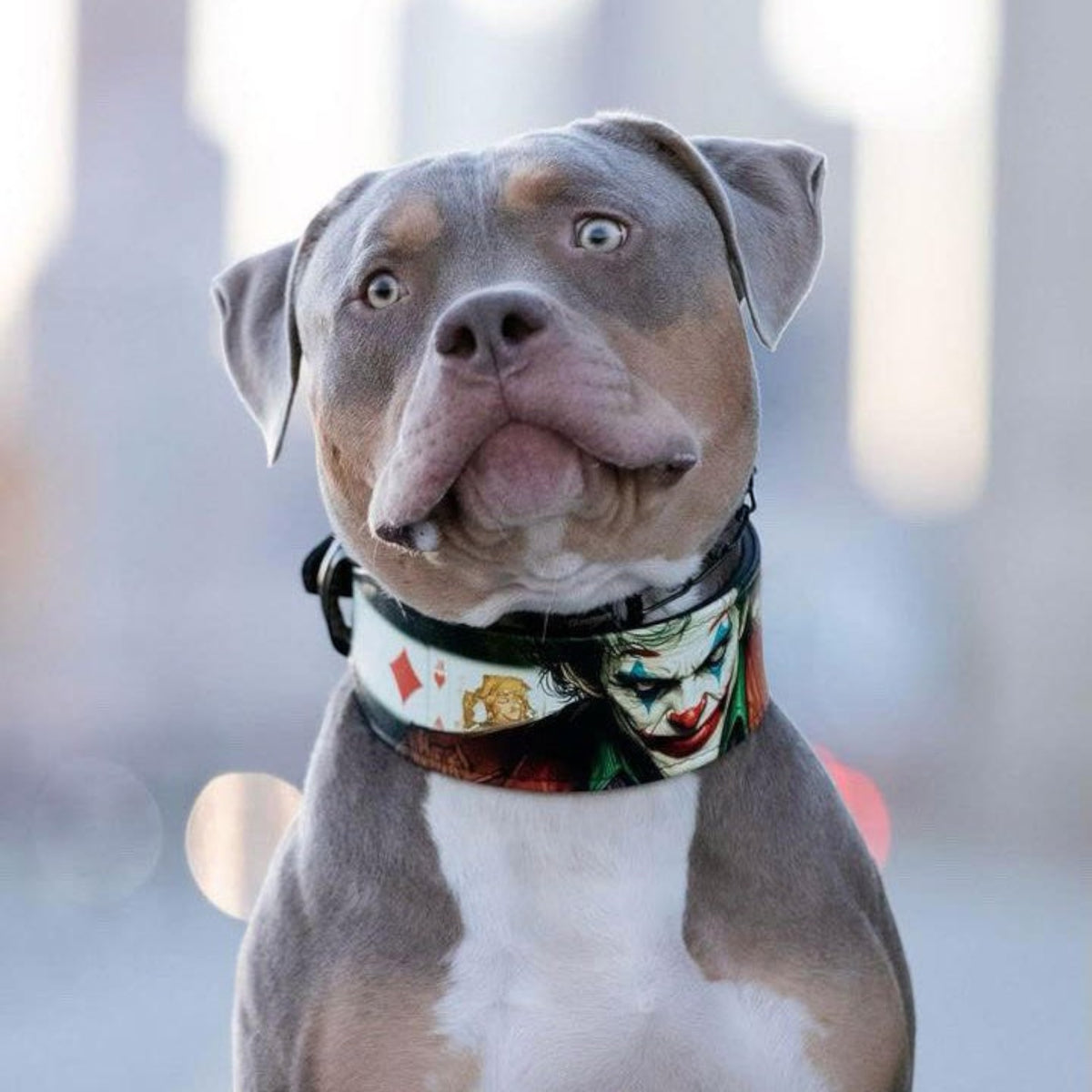 Chien portant un collier en cuir MITZON inspiré du Joker avec des motifs de cartes à jouer et un rembourrage doux.