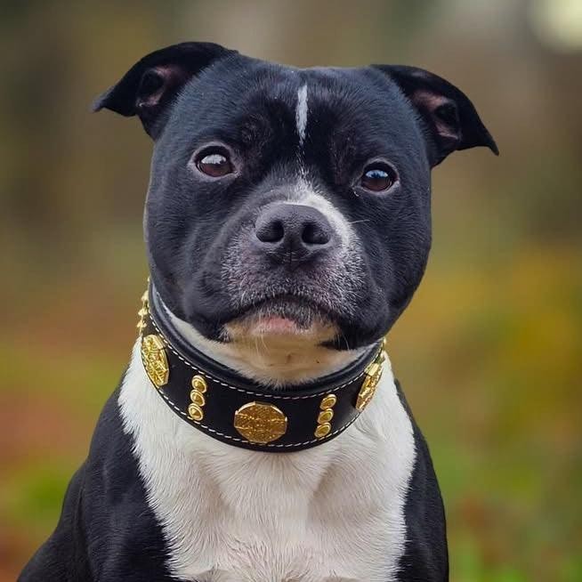 Chien noir et blanc portant le collier en cuir noir MITZON Maximus avec décorations dorées et rembourrage confortable