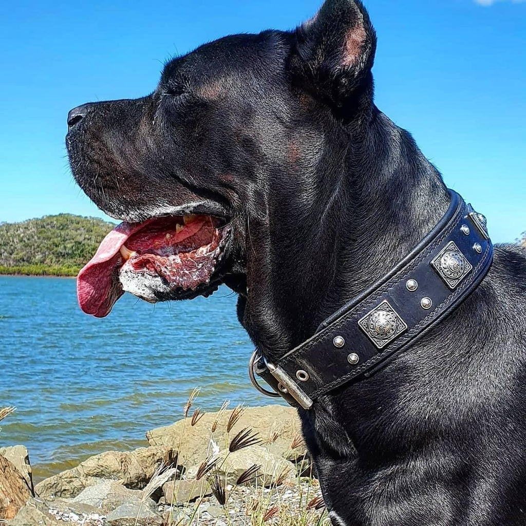 Collier pour chien MITZON Eros noir large en cuir avec détails métalliques porté par un chien noir en extérieur