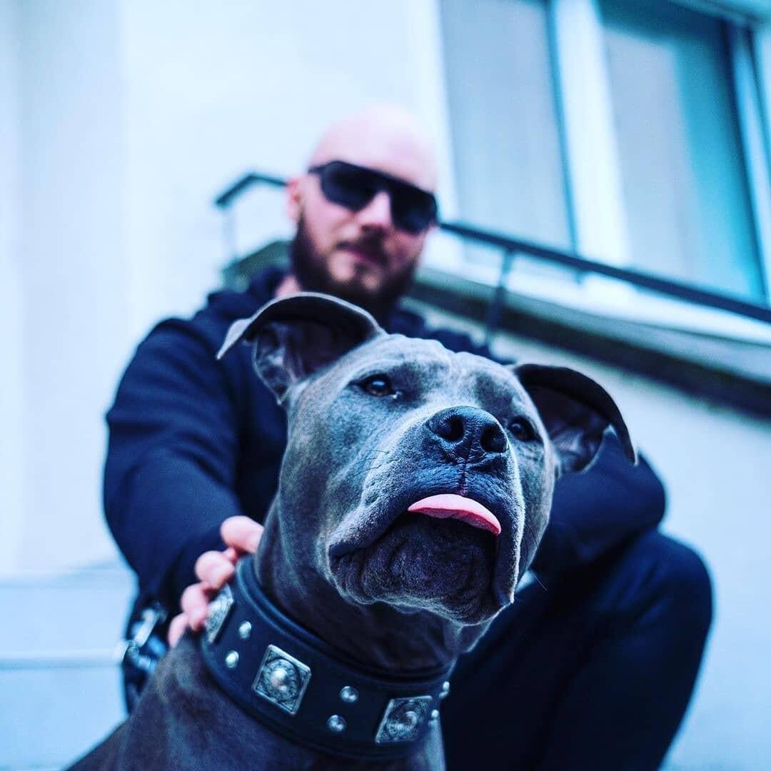 Collier pour chien MITZON Eros noir large en cuir avec rembourrage doux porté par un pitbull